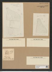 Isthmiella minima (B. et H.) De-Toni (de-Toni-Nr.: Genus 116, Species 3329) Zeichnungen Sammlung Grunow Nr. 6737 (NHMW-BOT-W0375552)